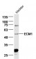 ECM1 Rabbit pAb